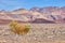 Lone desert shrub in empty plains with colorful mountains in background