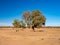 Lone desert tree in Morocco. Landscape terrain and nature. Underground water in oasis