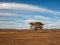 Lone desert tree in Morocco. Landscape terrain and nature. Underground water in oasis