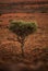 A lone desert tree stands