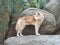 A lone dingo glances backward while standing on a rock