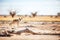 lone dingo stalking bird prey in the outback