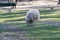 Lone domestic sheep