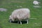 Lone domestic sheep