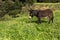 A lone donkey grazing in a green meadow