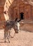 Lone donkey near the ruins