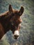 Lone donkey stands atop a picturesque grassy hill, looking at the camera