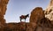 Lone Donkey Tied to Distant Ridge in Petra Canyon