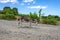 A lone donkey walks along a dirt road. Cape Emine. Bulgaria.