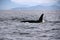 Lone Dorsal fin with Pod of Resident Orcas of the coast near Sechelt, BC