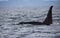 Lone Dorsal fin with Pod of Resident Orcas of the coast near Sechelt, BC