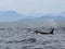 Lone Dorsal fin with Pod of Resident Orcas of the coast near Sechelt, BC