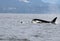 Lone Dorsal fin with Pod of Resident Orcas of the coast near Sechelt, BC