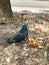 Lone dove eats bread near trash cans.