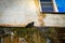 A lone dove sits under the window of a brick house