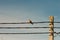 A lone dove sits on wires