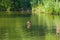 Lone duck in a recreation pond