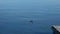 A lone duck swimming towards a wooden jetty