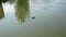 A lone duck swims in a green pond and eats