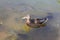 A lone duck swims in the water among a school of fish in a pond