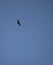 A lone eagle soars and plans in a clear cloudless sky