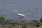 Lone Egret in the Water