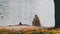 Lone Elderly Fisherman Sitting on the River Bank with a Fishing Rod Catches Fish