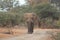 Lone Elephant Bull walking down a sandy road