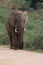 Lone elephant on patrol