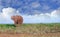 A lone elephant stands on the green lush plains with a cloudy blue sky background Bumi National Park, Zimbabwe, Southern Africa