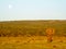 Lone elephant at sunset with moon rising in the Addo Elephant Pa