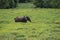 A lone elephant tries to hide in the grass ( Republic of the Congo)