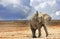 A lone elephant trumpeting on the Etosha plains