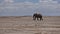 A lone elephant wanders through the endless African savanna.