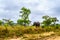Lone elephant in wondering through the grass at sunrise near Pretoriuskop Rest Camp