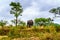 Lone elephant in wondering through the grass at sunrise near Pretoriuskop Rest Camp