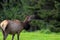 Lone Elk at Ecola State Park spring season