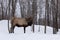 A lone Elk in a forest