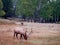 Lone Elk in near Beaver Meadows in Rocky Mountain National Park