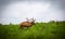 Lone Elk wandering on the plain