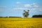 A lone eucalyptus gum tree in the middle of a canola crop field on a bright spring day under a blue sky with gentle white clouds.