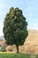 Lone evergreen tree