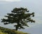 Lone Evergreen Tree on Mountain with Distant Farml