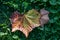 A lone fallen leaf lies in the grass in autumn