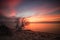 A lone fallen tree on the shore as a beautiful pastel sunset lights up the sky.