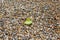 A lone fallen yellowed poplar leaf on multicolored pebbles of beach