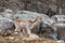 A lone fallow deer on a rock face