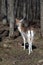 Lone fallow deer in the woods