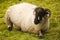 Lone Farm Sheep Resting On Saddleworth Moor In Manchester