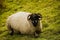 Lone Farm Sheep On Saddleworth Moor In Manchester Looking  At The Camera